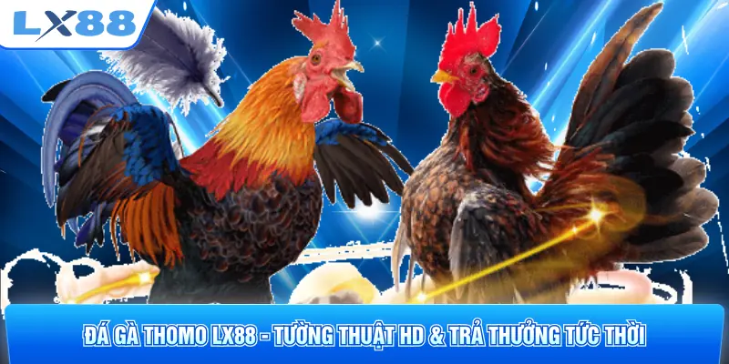 Đá Gà Thomo LX88 - Tường Thuật HD & Trả Thưởng Tức Thời